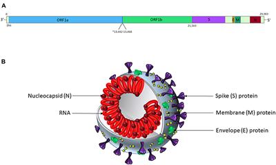 Why Is COVID-19 More Severe in Patients With Diabetes? The Role of Angiotensin-Converting Enzyme 2, Endothelial Dysfunction and the Immunoinflammatory System